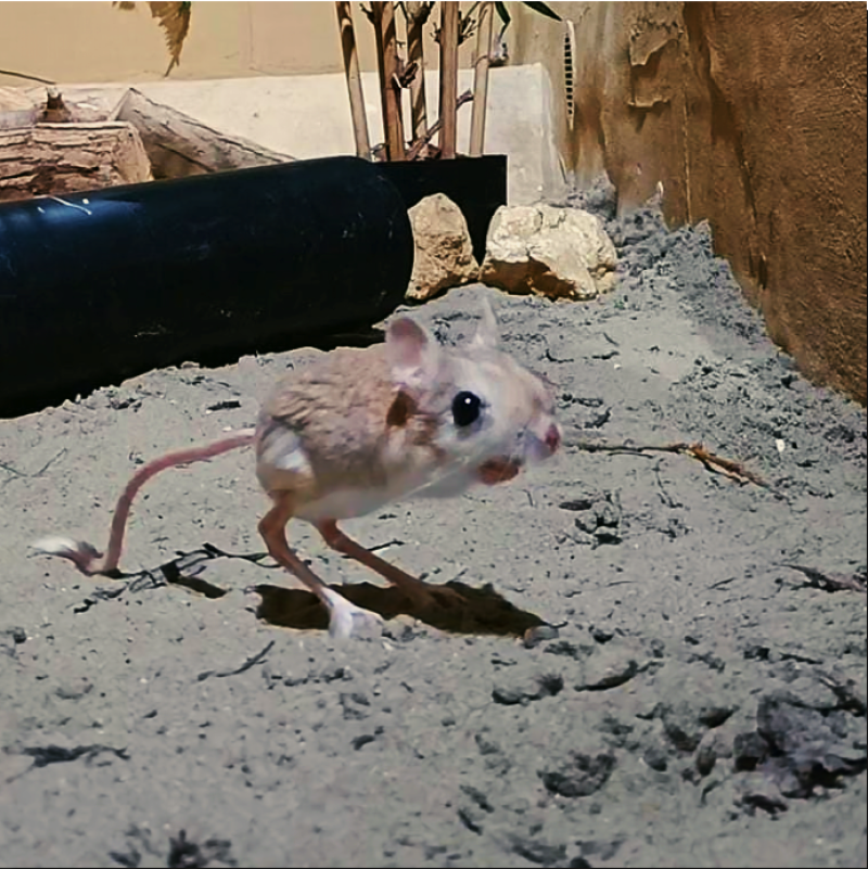 Kleine woestijnspringmuis - De Zonnegloed - Dierenpark - Dieren opvangcentrum - Sanctuary